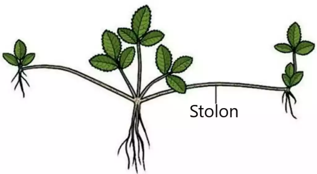 what are stolons