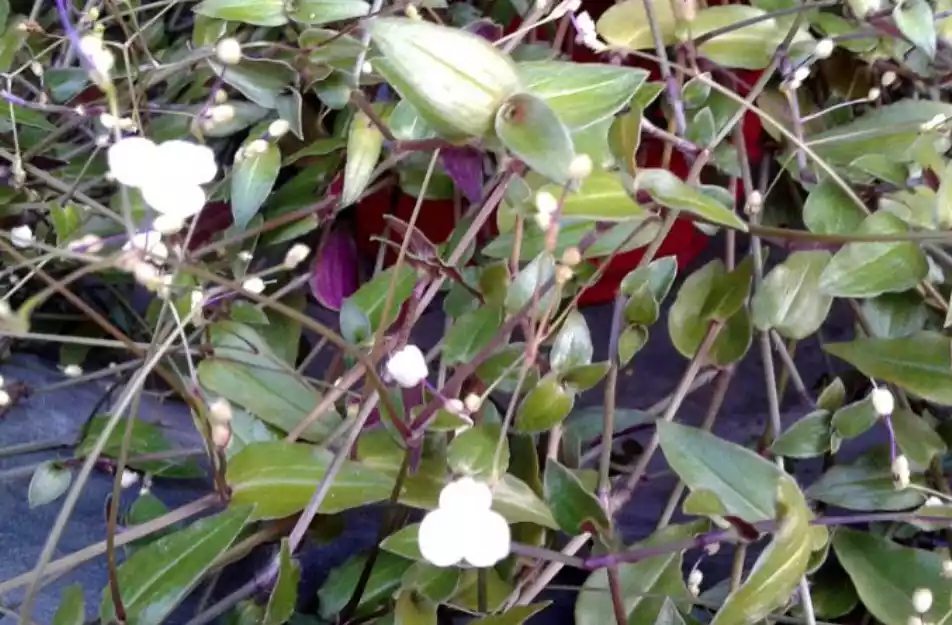 Tahitian Bridal Veil Plant Tradescantia Multiflora Complete Guide